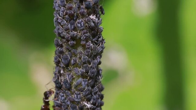 Black ants, lasius niger, feeding on the honeydew of black bean aphids, aphis fabae in the UK