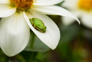 Closeup of a small green tree frog resting on a white flower in summer
