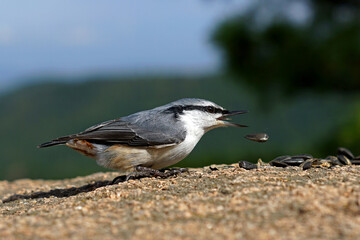 grey bird the nuthatch dropped a seed from its beak    