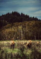 Naklejka na ściany i meble Elk in the meadow