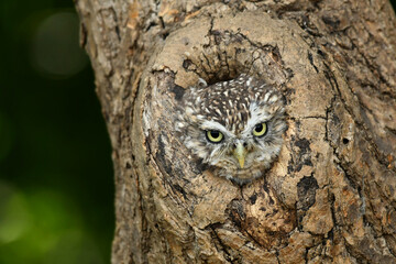 Little owl in the hollow on the tree