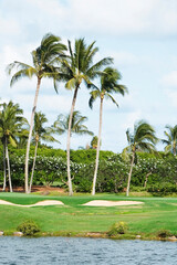 Fototapeta na wymiar Palm trees in a golf course 