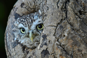 Little owl in the hollow on the tree