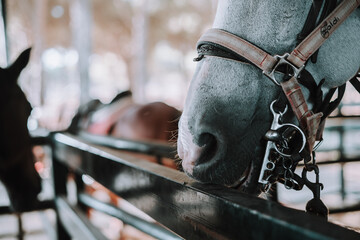 Caballo español en una hipica en andalucia con su Jinete Amazona montandolo con sus riendas y...