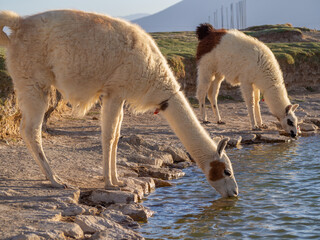 Llama alpaca traditional of Peru and bolivia, drinking water in lake