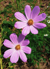 Fototapeta premium pink cosmos flowers