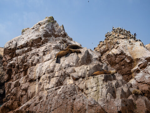 Shore landscape with rocks, sealions and seagulls in the coastline of Ica, Paracas, Peru	