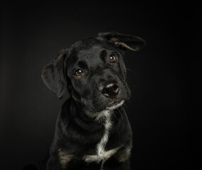 Portrait of young black puppy in studio with dark background