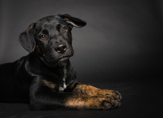 Cute black mixed breed puppy isolated on dark background in studio