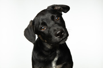 Portrait of small black puppy isolated on white background - obrazy, fototapety, plakaty