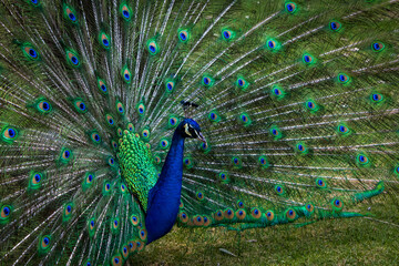 Obraz premium Pavo Real - Museo Dolores Olmedo