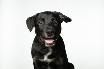 Adorable happy, black, young dog isolated on white background