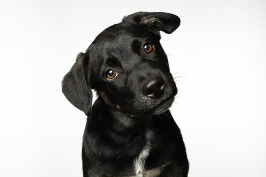 Portrait of small black puppy isolated on white background