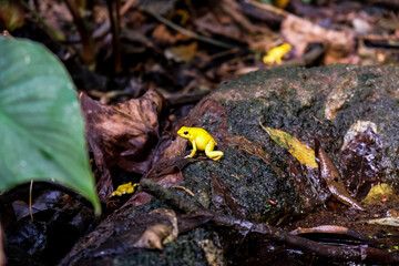 Very poisonous little yellow golden dart frog sitting on the ground in Copenhagen Aquarium rainforest. Dangerous animals in captivity in Denmark, Europe. Bright colored species called terribilis.