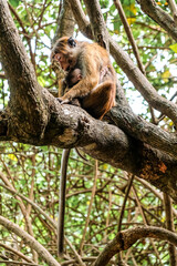 Mother and baby monkey sitting together on a tree. Little monkey hugging its mom in Talalla. Peaceful moment with animals in natural environment. Toque macaque or macaca sinica in nature habitat.