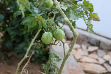 green olives on a branch
