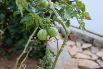 green gooseberries on a tree