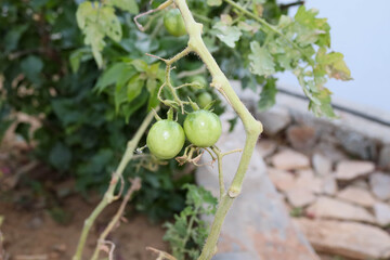 green olives on a branch