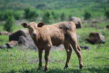 cows grazing in a field
