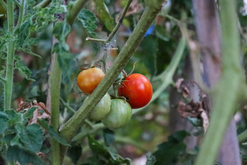 tomatoes in the garden