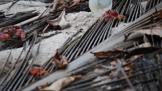 Red crabs on beach in Caribbean Barbados with plastic cup litter behind - stock footage video clip