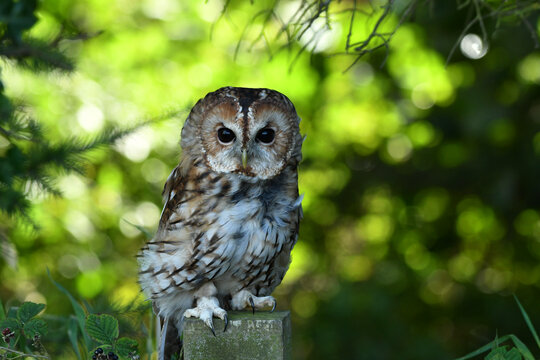 Tawny owl on the tree portrait