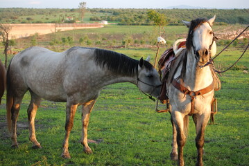 horse and foal