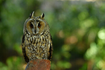 Long eared owl portrait