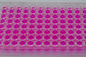 Scientist holding a 96 well plate with samples for biological analysis / Researcher pipetting...