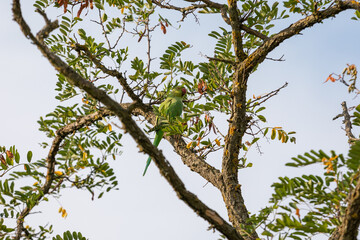 Green parrot sitting on the branch