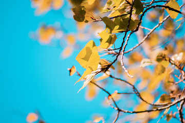 Autumn yellow birch leaves on a branch on a blue background in sunlight. Seasonal Climate change