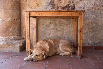 Perro durmiendo debajo de una mesa.