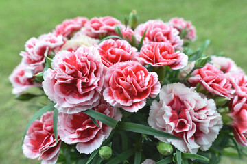 カーネーションの新種