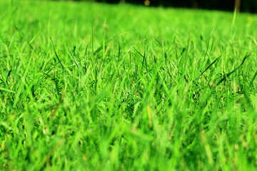 green grass in the Polish countryside