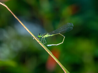Damselfliy in garden