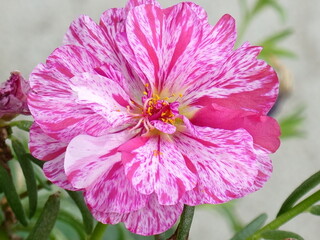 Rosa gallica. 