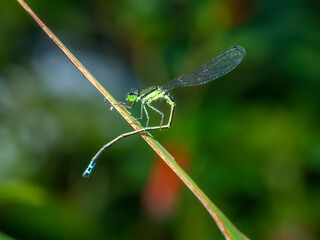 Damselfliy in garden