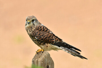 The common kestrel portrait