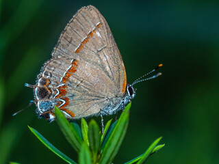  red-banded hairstreak ,Calycopis cecrops is a butterfly