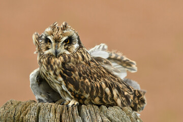 The short eared owl portrait in windy day