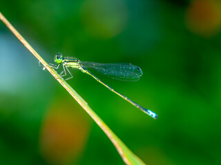 Damselfliy in garden