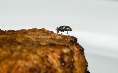 Eine Fliege auf einem Stück Fleisch (Frikadelle)