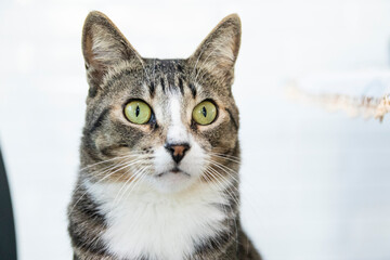 Striped Cat, brown, black and white wool with green eyes 