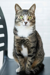 Obraz premium Striped Cat, brown, black and white wool with green eyes on the chair looking at the camera