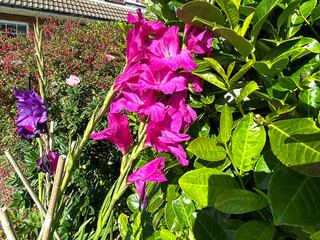 Flowers in a country garden, set against green leaves, on a late summers day near, Bradford, Yorkshire, UK