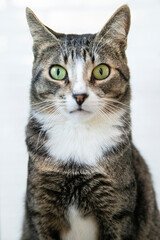 Fototapeta premium Striped Cat, brown, black and white wool with green eyes looking at the camera
