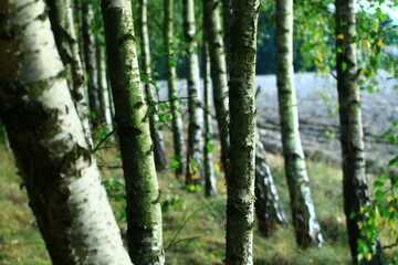 old birch trees in a forest in one of the Polish villages