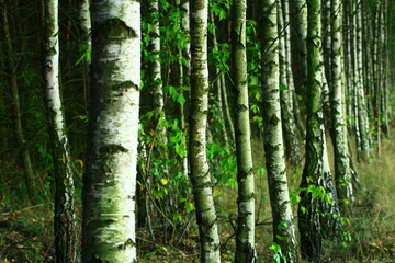old birch trees in a forest in one of the Polish villages