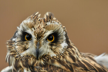 The short eared owl portrait in windy day