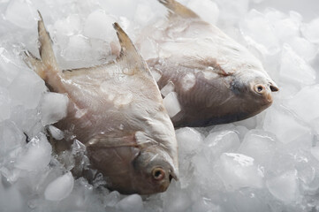 Close-up of raw fish on ice